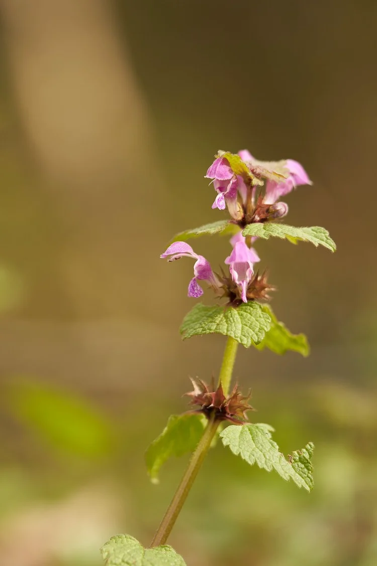 Slope Support Plants Spotted Nettle beautiful flowers favored by beneficial insects