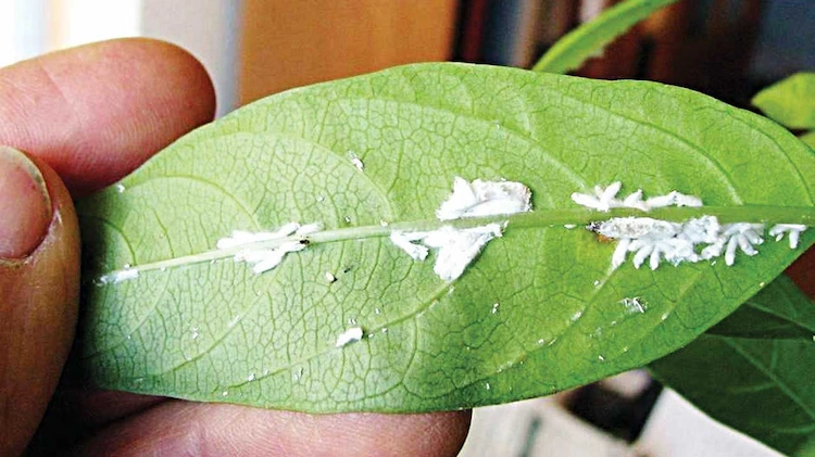 Pflanzensäfte locken Blattläuse auf Ihre Zimmerpflanzen