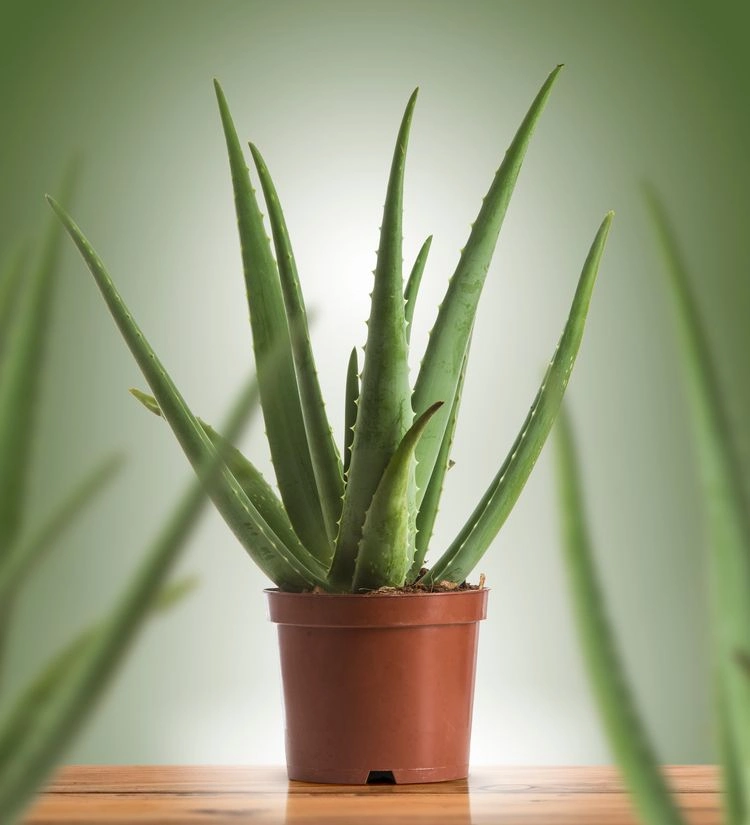 Pflegeleichte Balkonpflanzen - Aloe vera mag Sonne