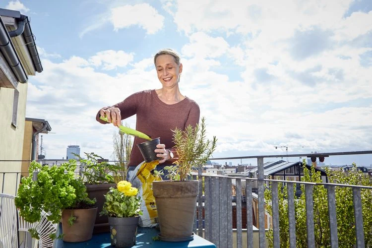 Pflegeleichte Blumen und Pflanzen für den Balkon