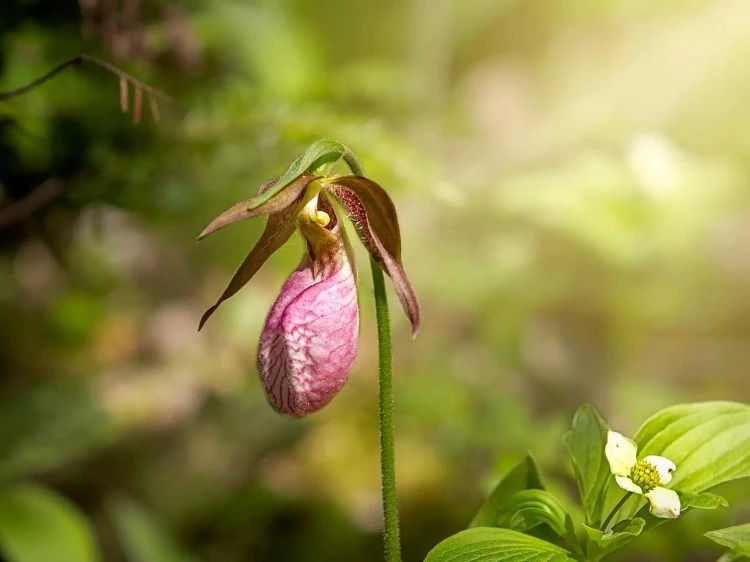 Pflegetipps für Orchideen Frauenschuh im Garten