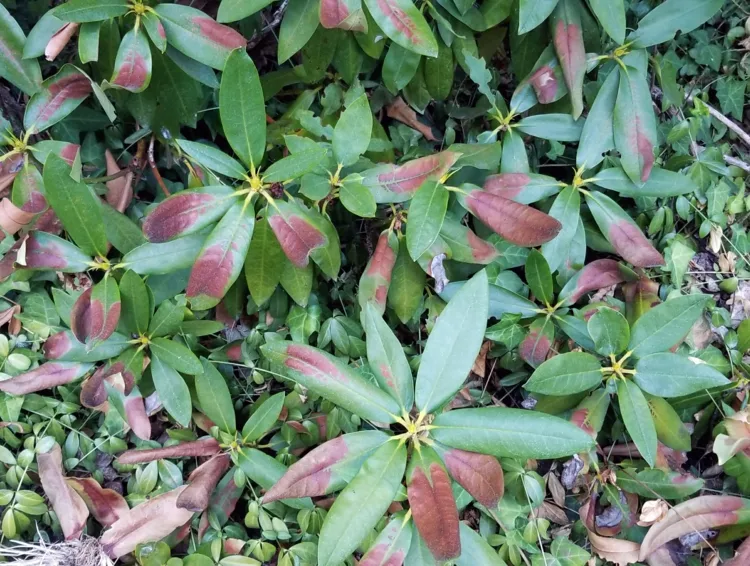 Rhododendron Krankheiten - Blattmitte wird braun und breitet sich aus