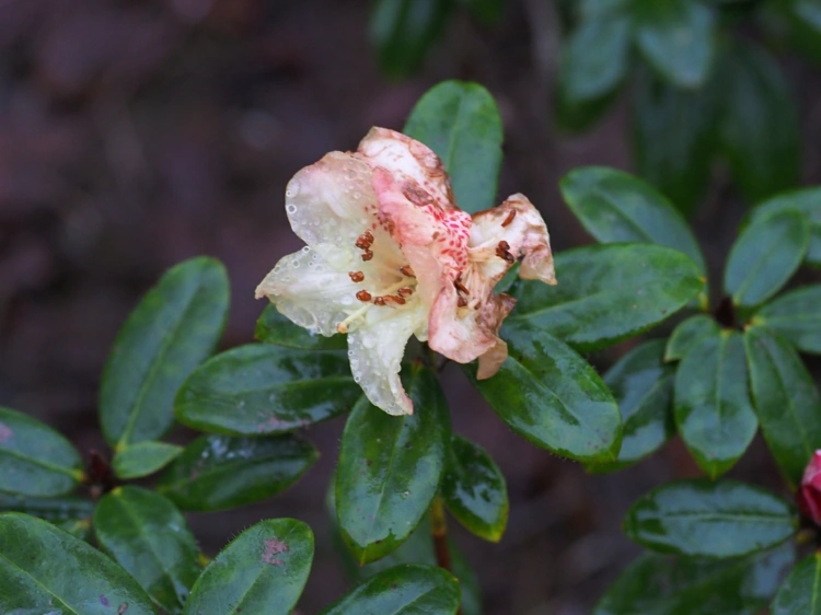 Rhododendron Krankheiten - Braune Flecken auf den Blüten deuten auf Pilzinfektion hin