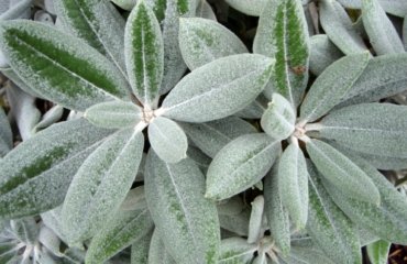 Rhododendron Krankheiten - Mehltau und andere Verfärbungen und Belag