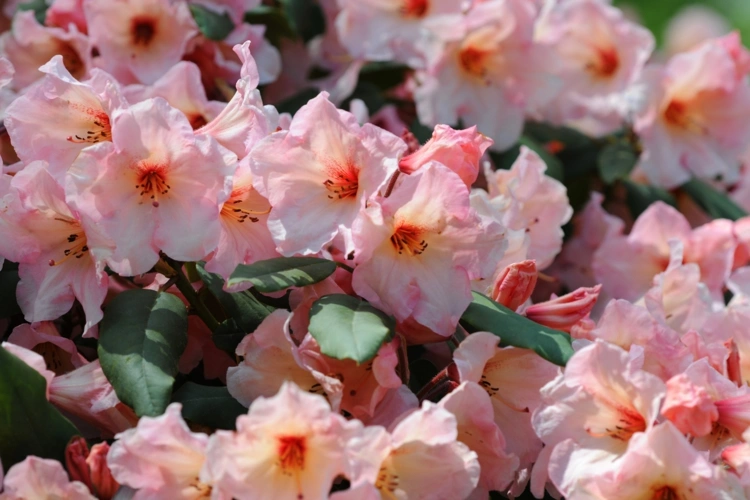 Rhododendron Krankheiten, Schädlinge und andere Probleme und wie Sie sie behandeln