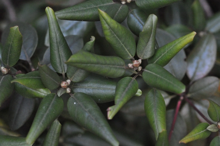 Rhododendron Krankheiten oder nicht - Eingerollte Blätter bei kaltem und heißem Wetter