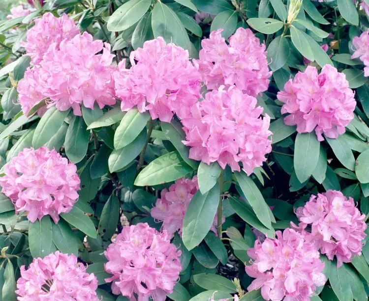 Rhododendron hat flache Wurzeln und ausgraben ist eifnach