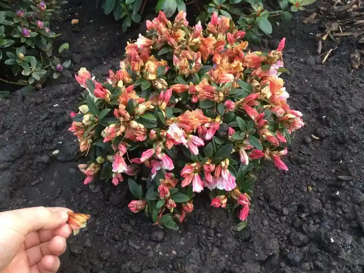 Rhododendron retten wie neuen Standort wählen