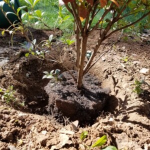 Rhododendron umpflanzen Anleitung und nützliche Tipps für Gartenarbeit