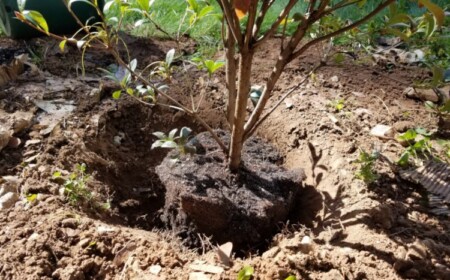 Rhododendron umpflanzen Anleitung und nützliche Tipps für Gartenarbeit