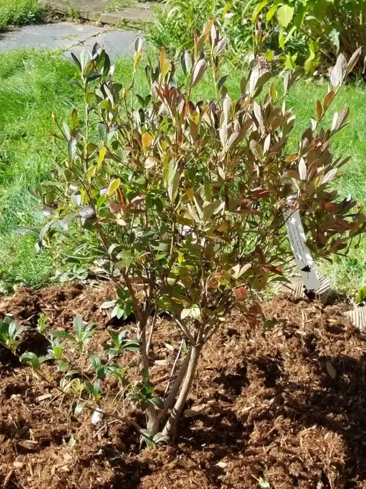Rhododendron umpflanzen und retten neuen Standort wählen
