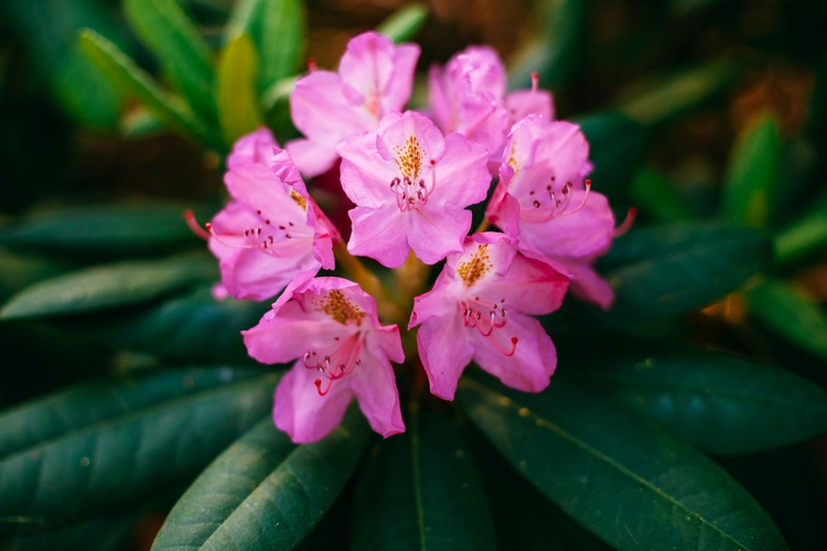 Rhododendron vermehren - Methoden und Tipps mit Erfolgs-Garantie