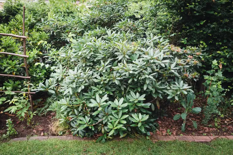 Rhododendron vermehren durch Ableger - So wird es gemacht