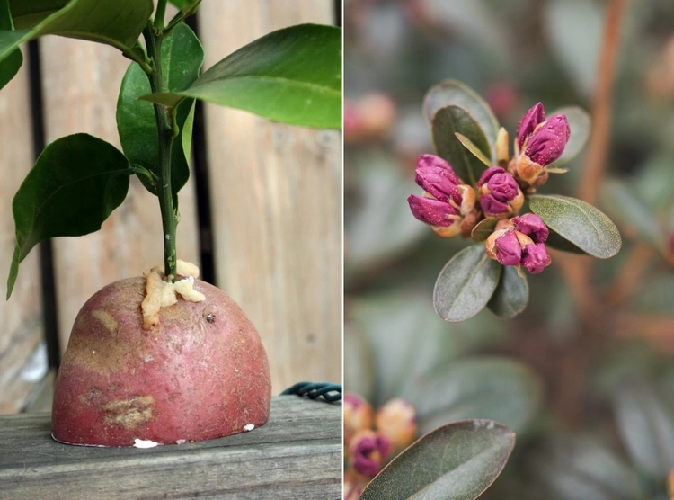 Rhododendron vermehren mit Kartoffel - Die Vorteile für Stecklinge
