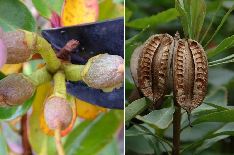 Rhododendron vermehren mit Samen - Die Keimung erfolgt nach 4 bis 6 Wochen