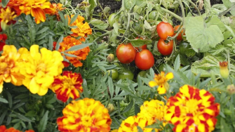 Бархатцы — хорошие соседи томатам