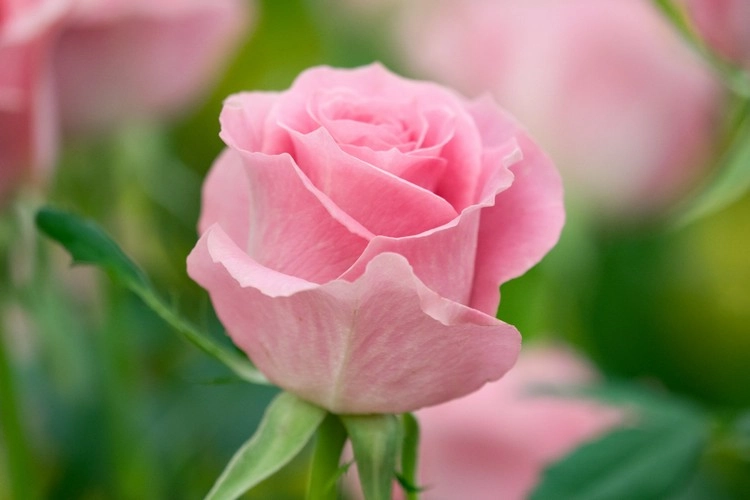 Rosen sind ein Klassiker und damit ein tolles Muttertagsgeschenk