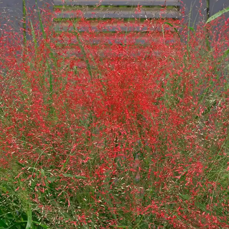 Rotes Liebesgras in den Garten im Mai pflanzen