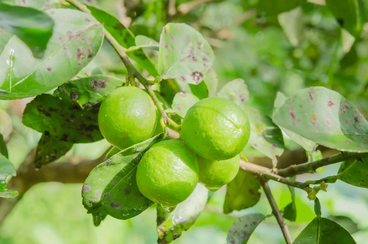 Rußtau an Zitronenbäumen wird von Blattläusen verursacht