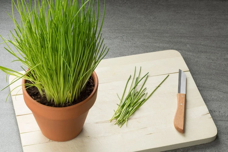 Chives tolerate wet and heavy soil