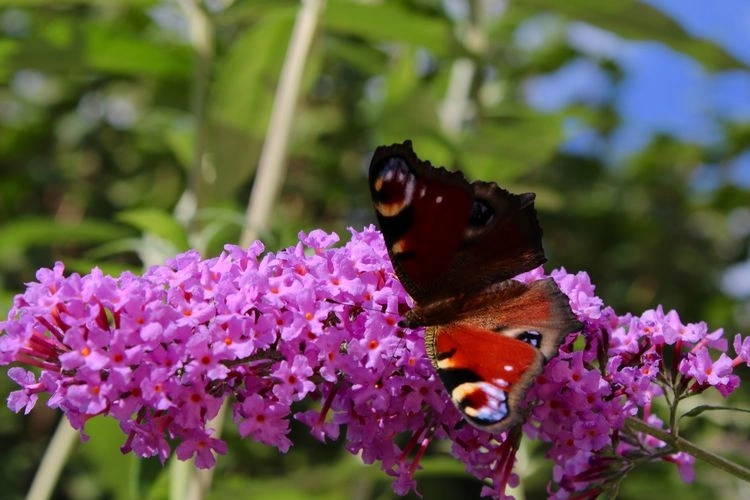 Schmetterlingsstrauch ist eine lang blühende Schönheit, für voll sonnigen Garten