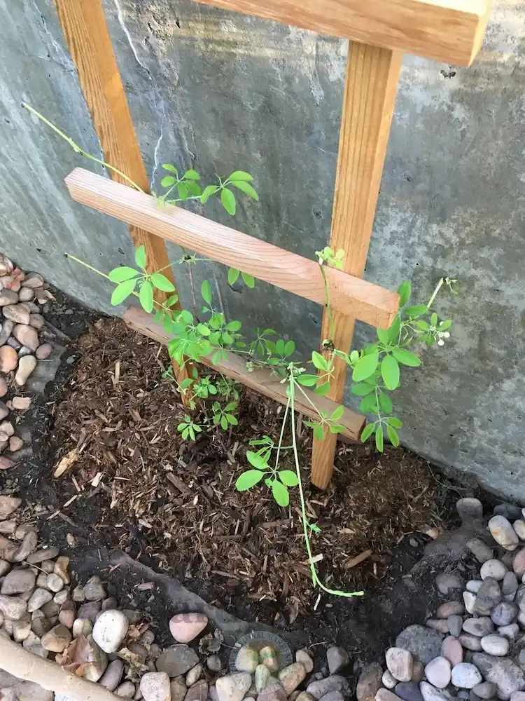 Sie können die Pflanze mithilfe von Schnur an einem Zaun hochziehen