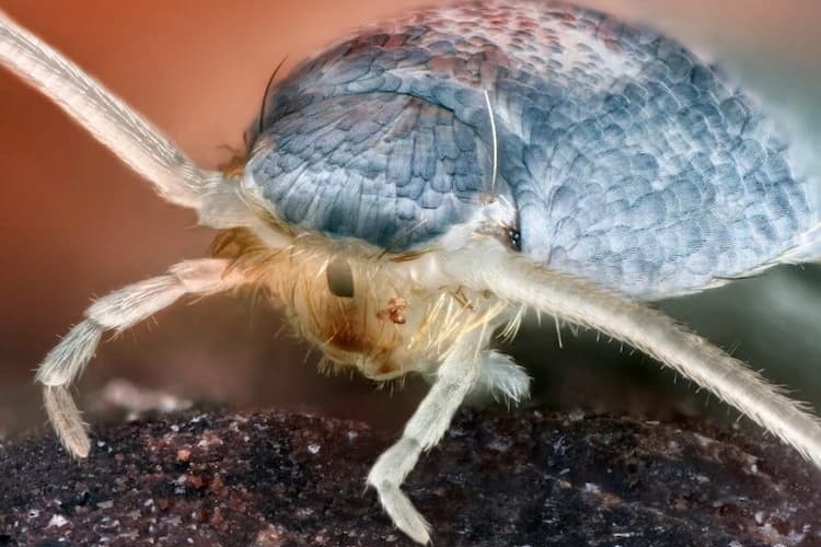 Silberfische bekämpfen durch regelmäßige Reinigung der Wohnung und des Gartens