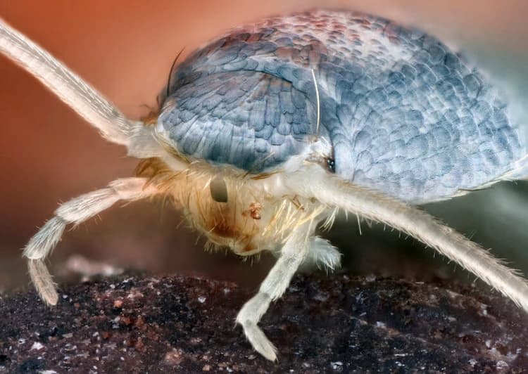 Silberfische bekämpfen durch regelmäßige Reinigung der Wohnung und des Gartens