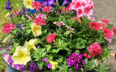 Sommerblumen für Kübel - Ideen und Tipps