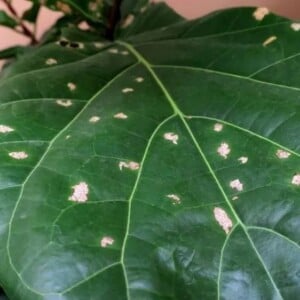 Sonnenbrand bei Pflanzen - weiße Flecken