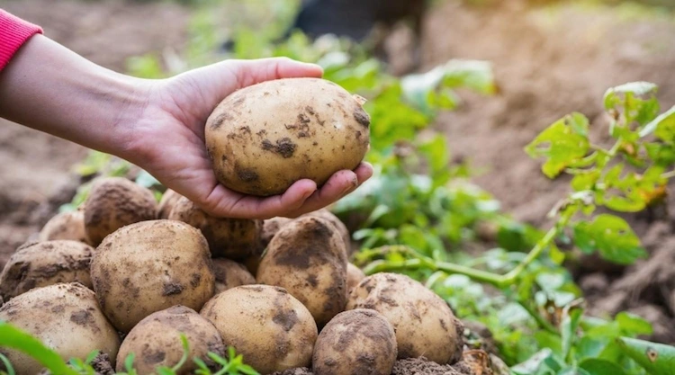 Das Anhäufeln mit Erde ist der Schlüssel zu gesunden, schmackhaften Kartoffeln