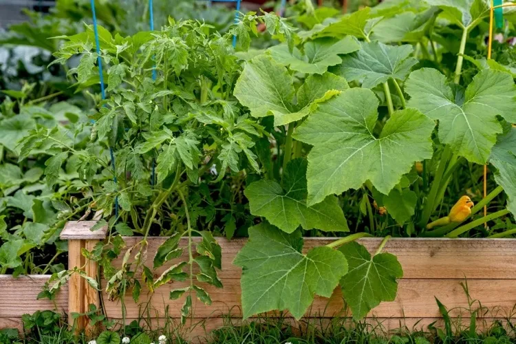 Tomate und Kürbis zusammen pflanzen und als Mischkultur anbauen