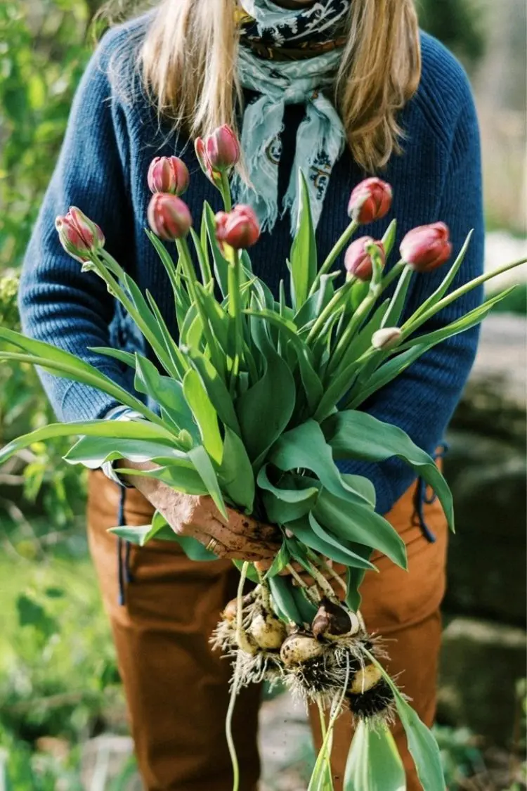 Tulpen in den Garten pflanzen Tipps wann