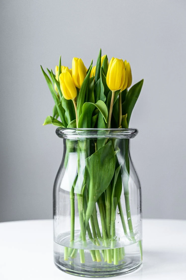 Tulpen in der Vase pflegen Wasser Tipps