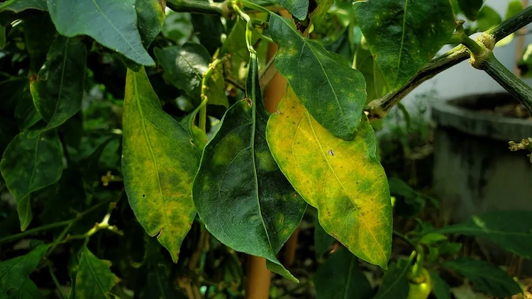 Vergilbende Blätter - Chlorose am Zitronenbaum