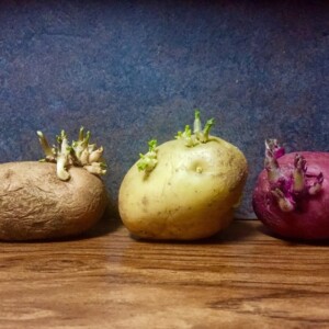 Verschiedene Kartoffelsorten gekeimt mit Trieben