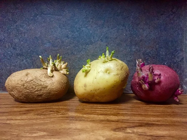 Verschiedene Kartoffelsorten gekeimt mit Trieben