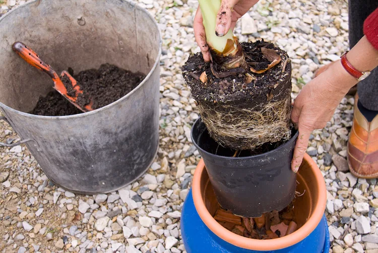 Vertrocknete Zimmerpflanze retten - Umtopfen kann helfen