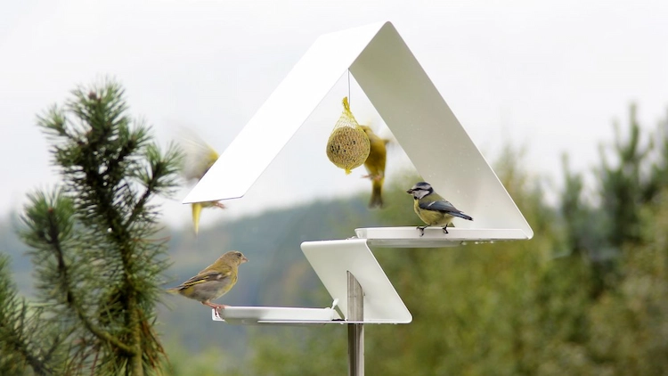 Vögel füttern vom Balkon - Experimentieren Sie mit verschiedenen Futtersorten