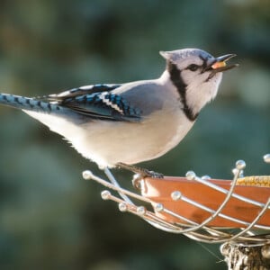 Vögel füttern vom Balkon mit verschiedenen Futtermischungen