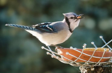 Vögel füttern vom Balkon mit verschiedenen Futtermischungen