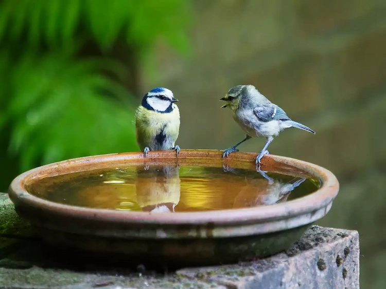 Vögel füttern vom Balkon - verwenden Sie eine Vogeltränke oder ein Wasserspiel