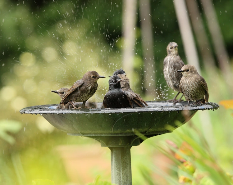 Vögel werden von Wasser angezogen, vor allem von bewegtem Wasser