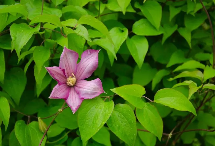 Clematis pflegen