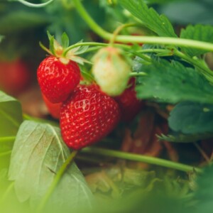 Wann Erdbeeren pflanzen in den Garten, Topf oder mit Samen