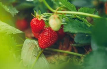 Wann Erdbeeren pflanzen in den Garten, Topf oder mit Samen