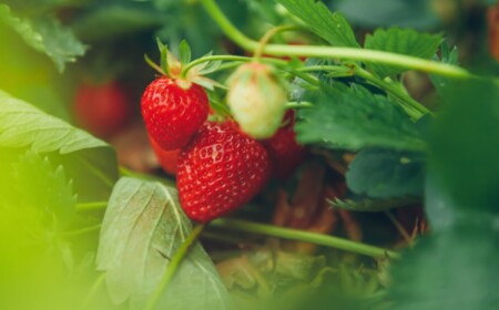 Wann Erdbeeren pflanzen in den Garten, Topf oder mit Samen