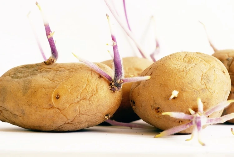 Wann sind gekeimte Kartoffeln giftig oder gesundheitsschädlich