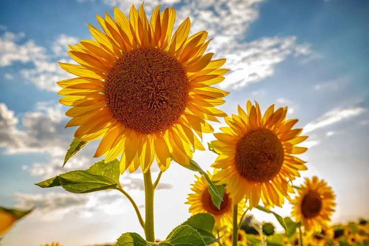 Warum sollten Sie Sonnenblumen anbauen?