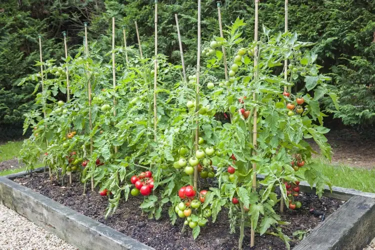 Was kann man zusammen mit Tomaten im Beet pflanzen